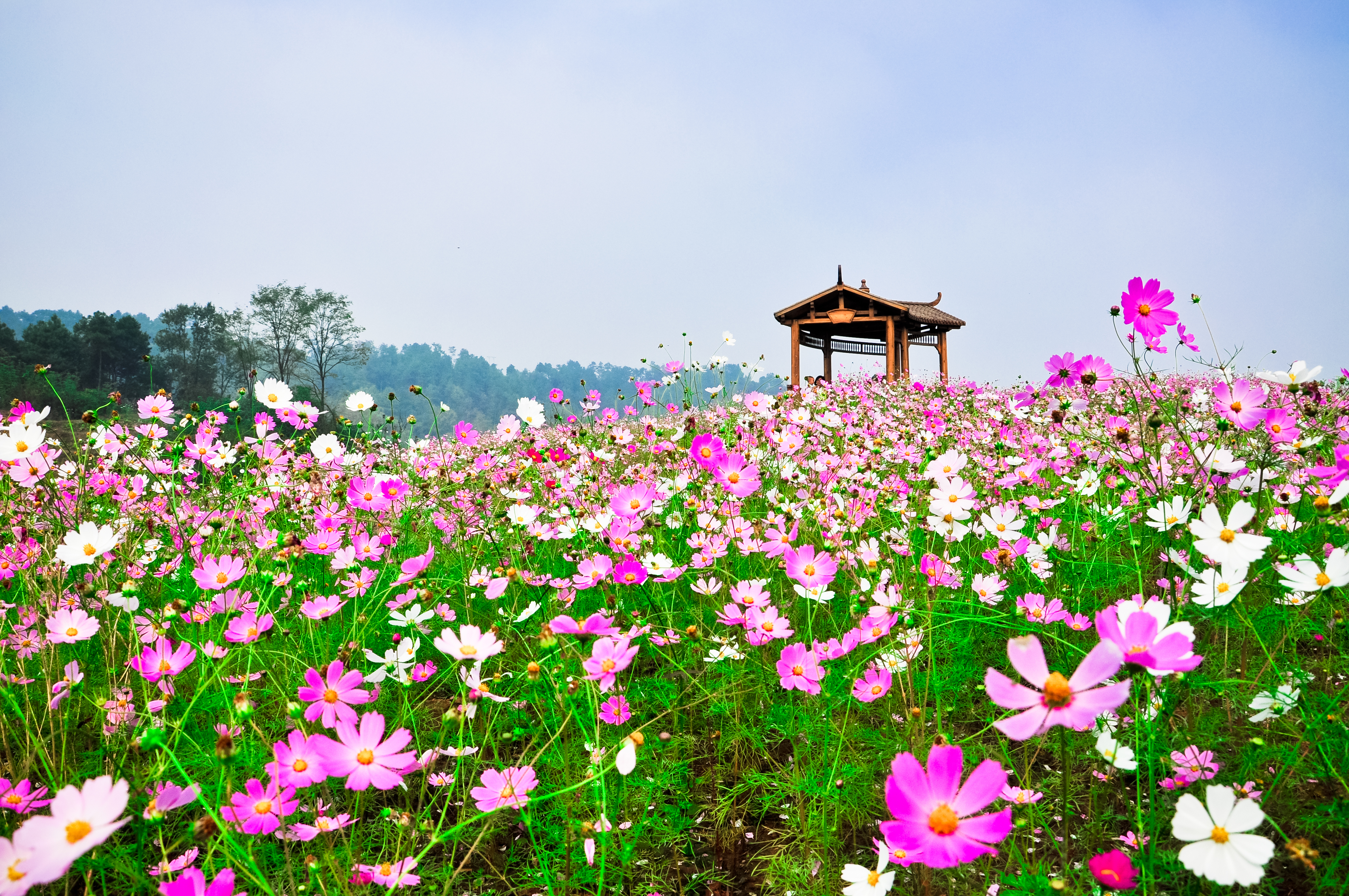 二圣云林天乡格桑花.jpg