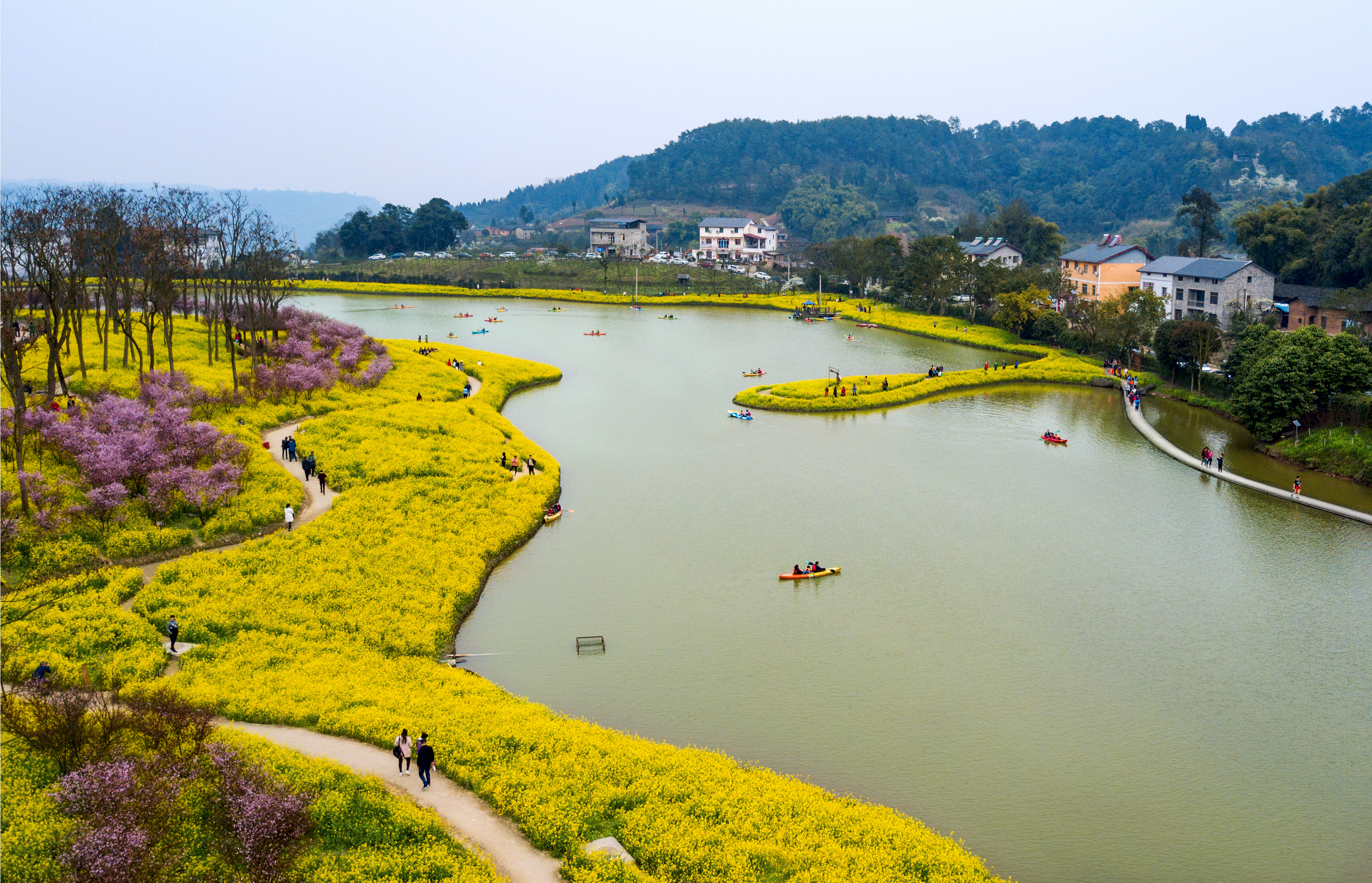 云林天乡油菜花(摄影师:解国清).jpg